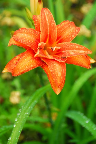 Bright orange Amaryllis flower — Stock Photo, Image