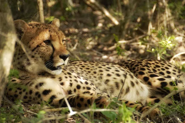 Unga kvinnliga cheetah — Stockfoto