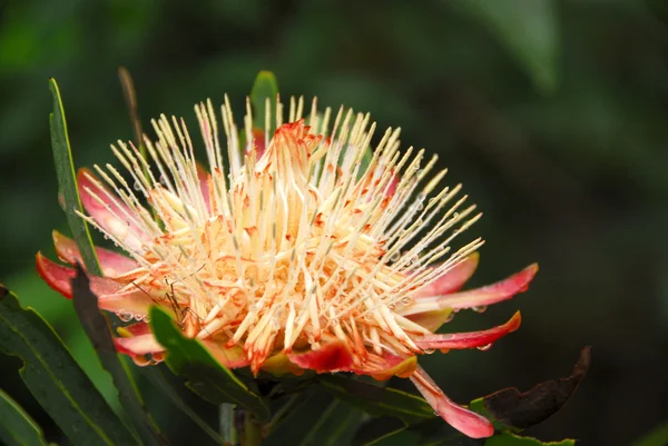 Βασιλιάς protea στην πλήρη άνθιση — Φωτογραφία Αρχείου