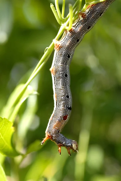 stock image Caterpillar on a leaf