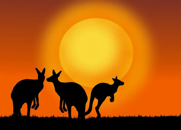 Kangur na zachód słońca — Zdjęcie stockowe