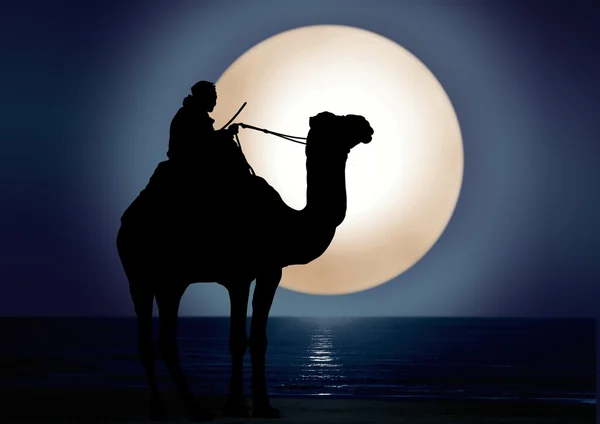 Camel and moonlight — Stock Photo, Image