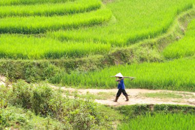 A labourer making his way back home through the rice fields. Carrying tools on his shoulders. Horizontal shot. clipart