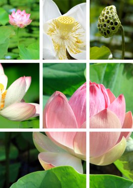 Artistic collage of images showing pink and white lotus flowers clipart