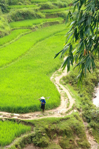 A labourer making his way back home through the rice fields. Carrying tools on his shoulders. Vertical shot.