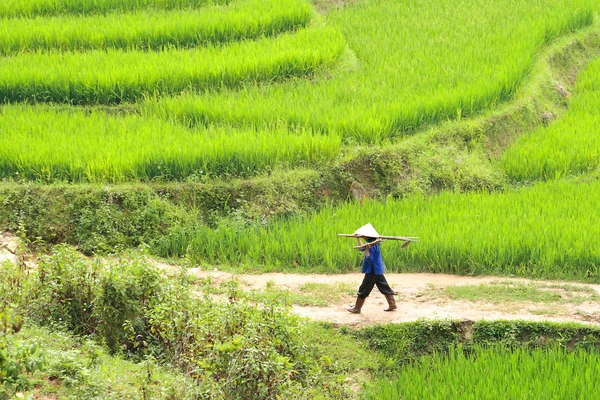 stock image A labourer making his way back home through the rice fields. Carrying tools on his shoulders. Horizontal shot.