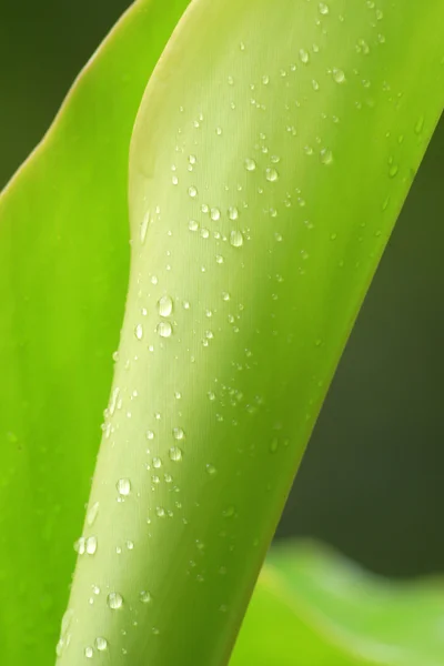 Image Water Drops Clinging Surface Green Leaf — Stock Photo, Image