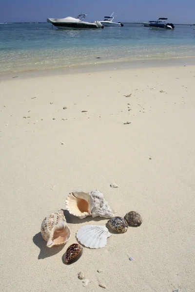 Seashells on a sunny beach — Stock Photo, Image