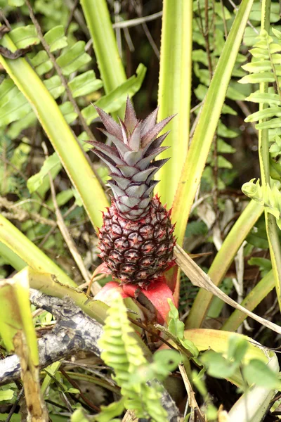 Genç ananas büyüyen dikenli yaprakları gelişen taç