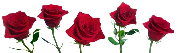 五玫瑰 — 图库照片