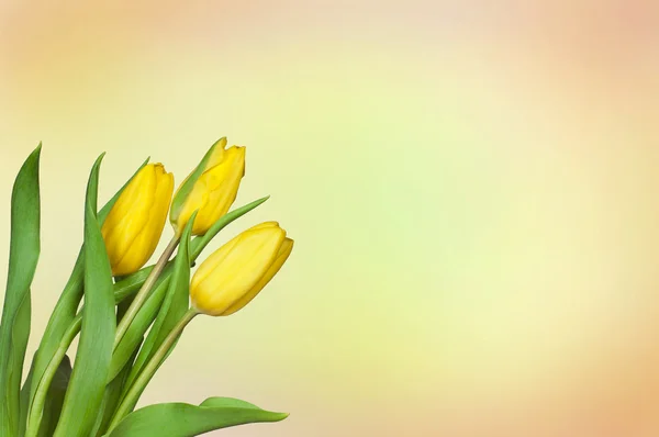 stock image Yellow tulips