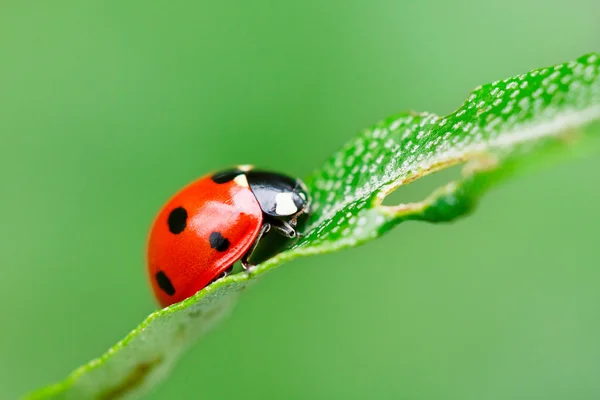 Ladybird on a blade — Stock Photo, Image