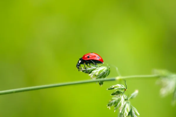 Ladybird on a blade — Stock Photo, Image