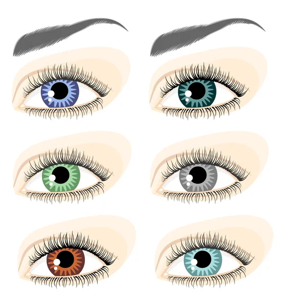 Eyes and eyebrows — Stock Vector