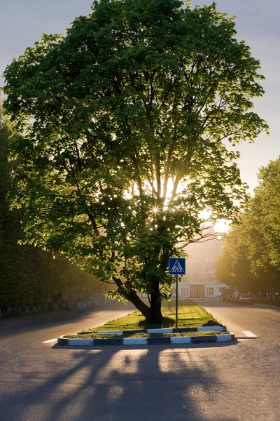 stock image Tree with sunset behind it