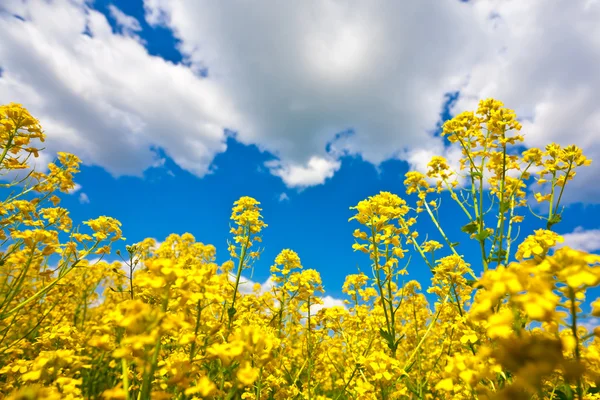 Blomstermark og blå himmel – stockfoto