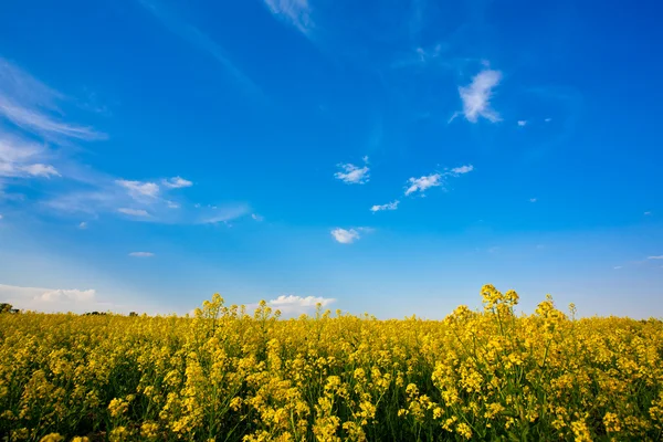 Blomstermark og blå himmel – stockfoto