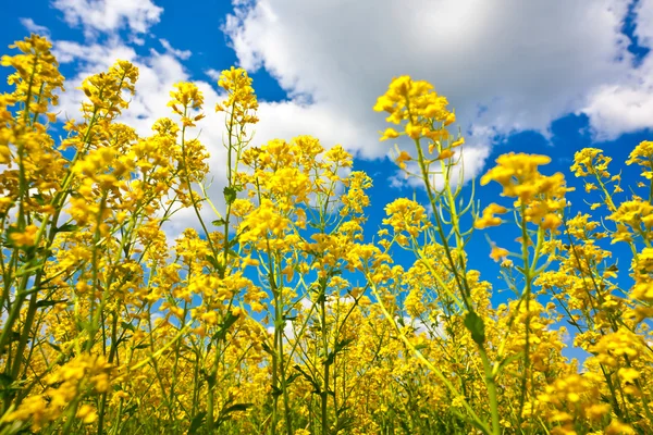 Blomsterfält och blå himmel — Stockfoto