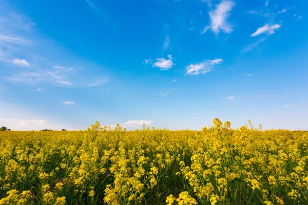 Žlutá květina pole — Stock fotografie