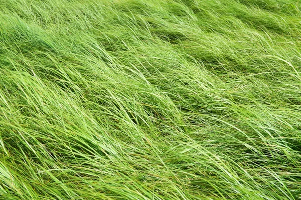 Hierba verde. Von — Foto de Stock