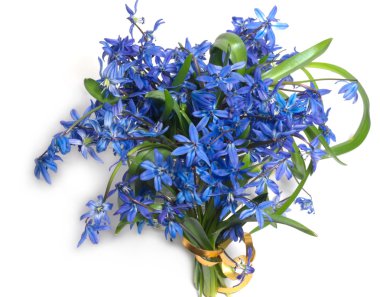 Bouquet of blue snowdrops