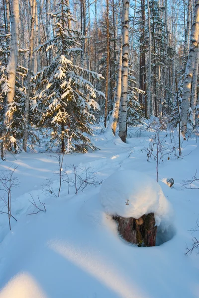 겨울 forset — 스톡 사진