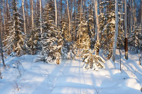 겨울 forset — 스톡 사진