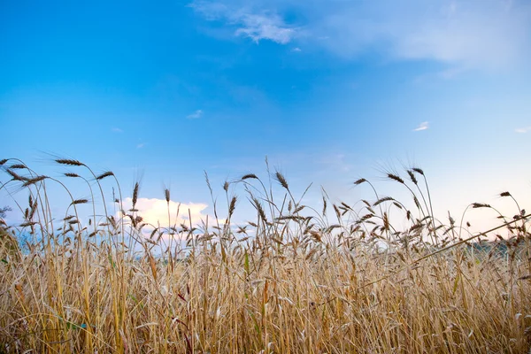 Wheat filed and blue skies — Stock Photo, Image