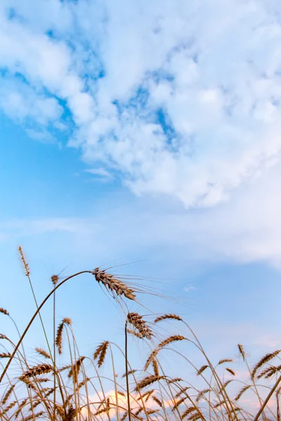 Wheat under skies — Stock Photo, Image
