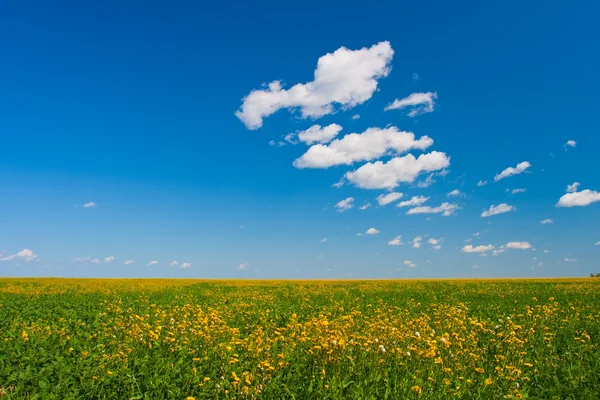 Field with yellow flowers — Stock Photo, Image