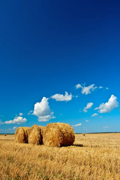Hay on field under skies — Stock Photo, Image