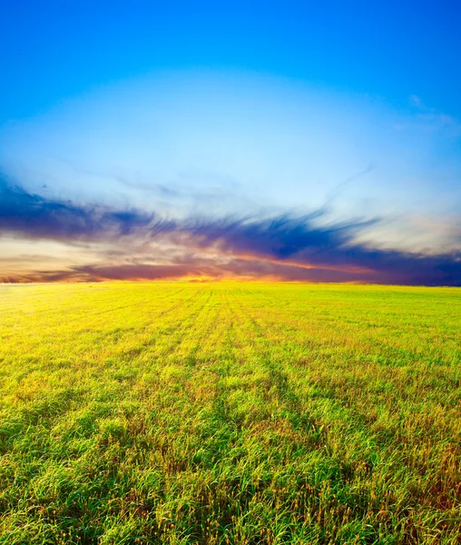 Sunset above the field — Stock Photo, Image