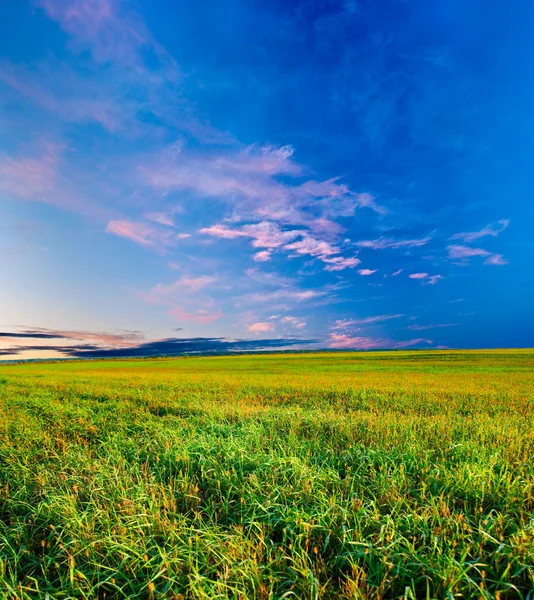 Sonnenuntergang über dem grünen Feld — Stockfoto