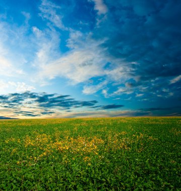 Yellow flowers field clipart