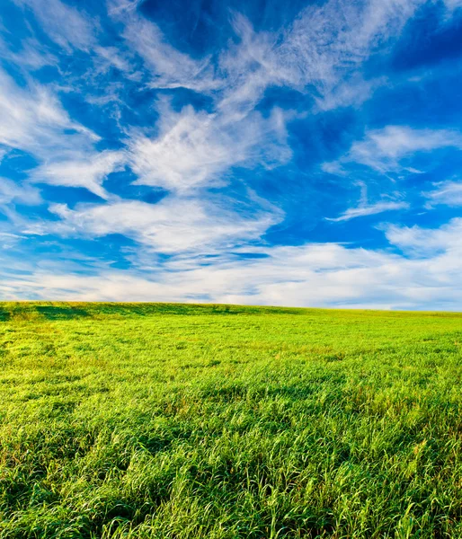 Green filed under blue skies — Stock Photo, Image