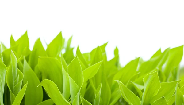 Lily of the valley leaves — Stock Photo, Image