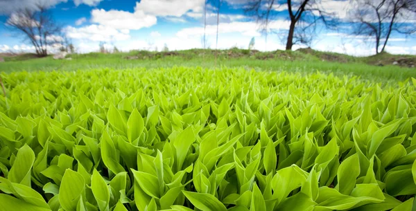 stock image Lily of the valley field