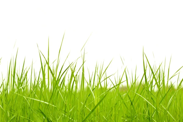 Зеленая трава над белой — стоковое фото