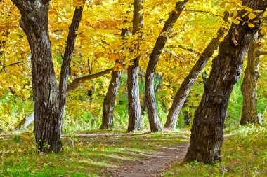 sonbahar park sahnesi