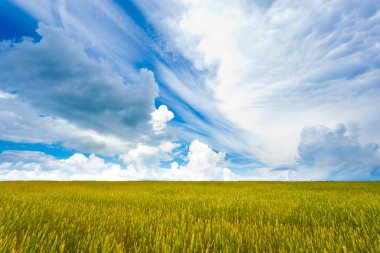 Yellow agriculture field clipart