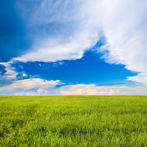 Green field under blue skies
