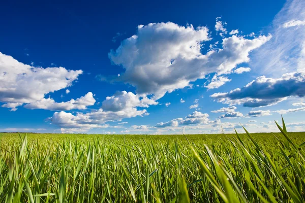 Green grass under blue skies — Stock Photo, Image