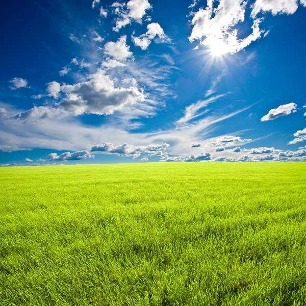 Summer green field — Stock Photo, Image