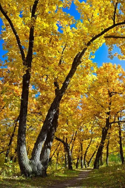 stock image Autumn park scene