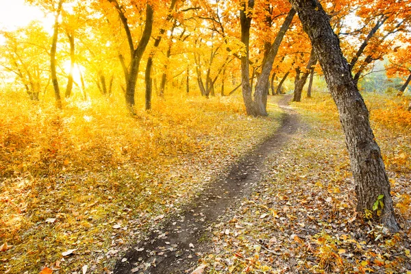 stock image Autumn morning park