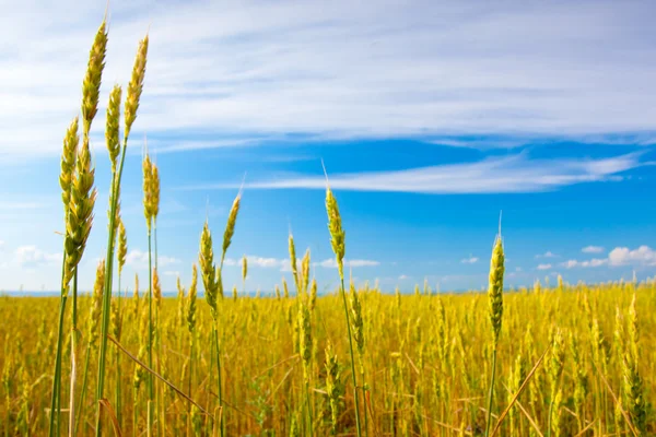 Cereal field — Stock Photo, Image