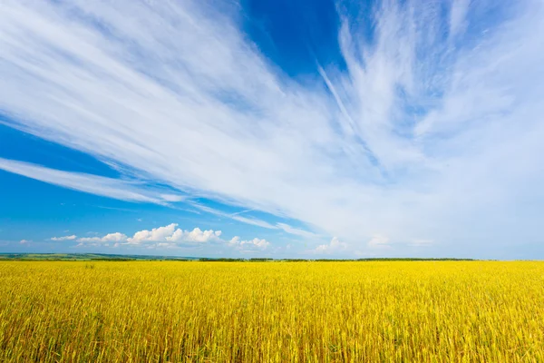 Yellow agriculture field — Stock Photo, Image