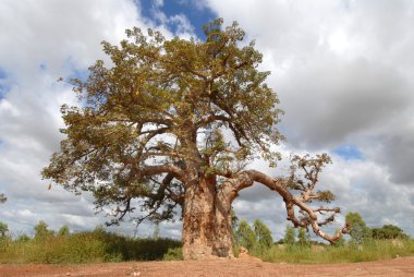 Baobab