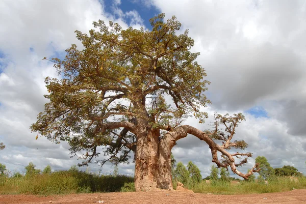 Baobab — Zdjęcie stockowe