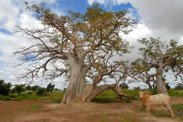 Baobab — Stock Photo, Image